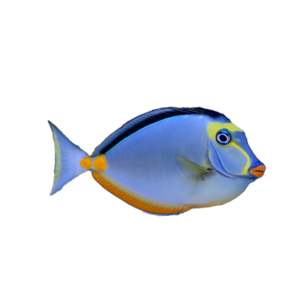 Imagem do peixe Tang Naso